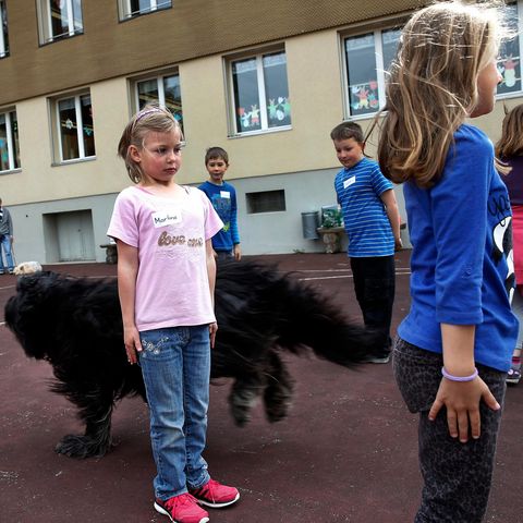 Hund rennt durch spielende Kinder Hund rennt durch spielende Kinder